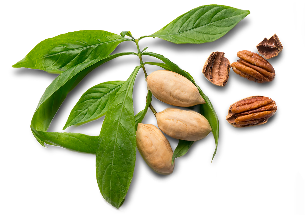 Pecan Premium Ingredient