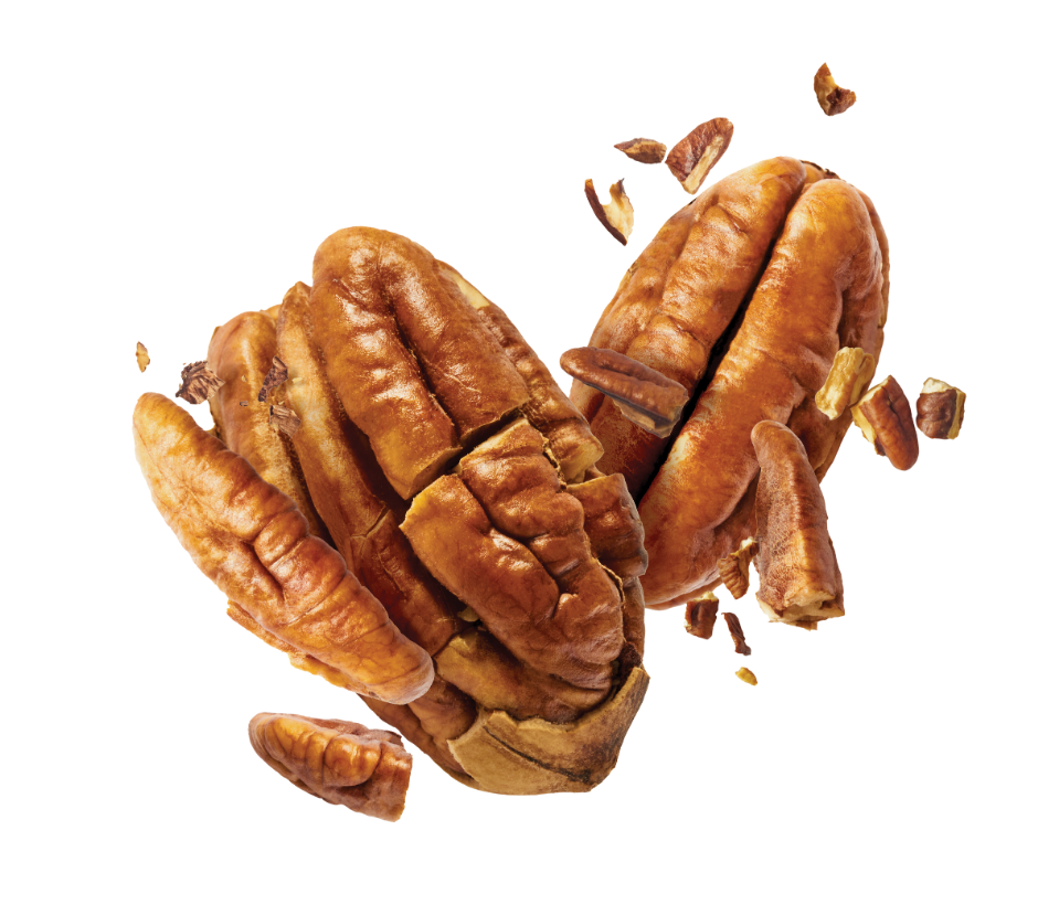 Exploding Pecan Evergreen Image CUT