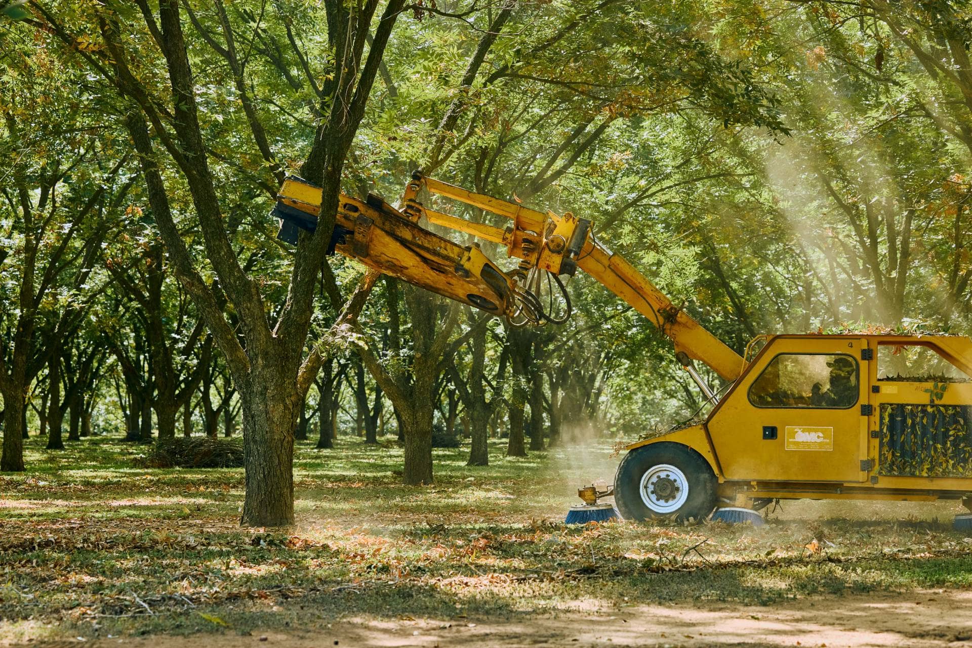 Pecan Orchard Shaker In Action